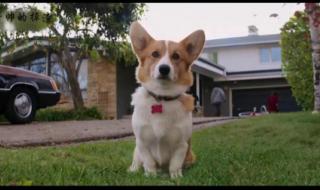 一条狗的使命电影 一条狗的使命电影