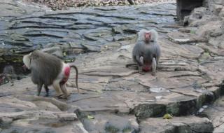 河马剧场看短剧免费版 河马剧场看短剧免费版